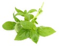 Young fresh basil