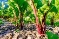 Young fresh beet leaves. Beetroot plants in a row close-up