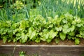 Young fresh beet leaves and green scallions. Beetroot plants and onions growing in a row in the garden. Growing own herbs and