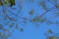 Young fresh birch leaves