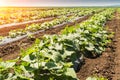 Young fresh cucumber plantation - cultivation of cucumbers in field, growing organic vegetables Royalty Free Stock Photo