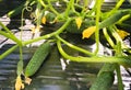 Young fresh cucumber plantation - cultivation of cucumbers in field, growing organic vegetables Royalty Free Stock Photo