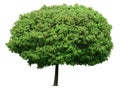 Young fresh decorative maple tree isolated on white background Royalty Free Stock Photo