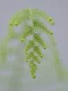 Young and fresh fern leaves