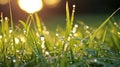 Young fresh grass with drops of morning dew in the rays of the sun, close-up. Royalty Free Stock Photo