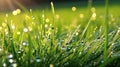 Young fresh grass with drops of morning dew in the rays of the sun, close-up. Royalty Free Stock Photo