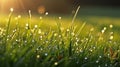 Young fresh grass with drops of morning dew in the rays of the sun, close-up. Royalty Free Stock Photo