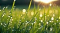 Young fresh grass with drops of morning dew in the rays of the sun, close-up. Royalty Free Stock Photo