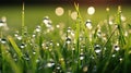 Young fresh grass with drops of morning dew in the rays of the sun, close-up. Royalty Free Stock Photo