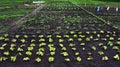 fresh green bean plants in a vegetable garden planted in neat rows n rich fertile soil