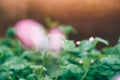 Young fresh green clover leaves with pink flowers closeup. Nature background Royalty Free Stock Photo