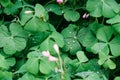 Young fresh green clover leaves with pink flowers and raindrops, close up. Nature background Royalty Free Stock Photo