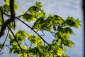 young fresh green mapple tree leaf on blue sky background Royalty Free Stock Photo