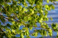 young fresh green mapple tree leaf on blue sky background