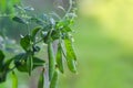 Young fresh green pea pods grow in the vegetable garden on bokeh green background. Pea pods ripening in the garden on sunny summer Royalty Free Stock Photo