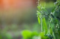 Young fresh green pea pods grow in the vegetable garden on bokeh green background. Pea pods ripening in the garden on sunny summer Royalty Free Stock Photo