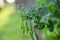 Young fresh green pea pods grow in the vegetable garden on bokeh green background. Pea pods ripening in the garden on sunny summer Royalty Free Stock Photo