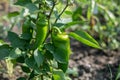 Young fresh green peppers growing in garden. Sweet paprika plant Royalty Free Stock Photo