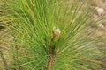 CLOSE VIEW OF PINE NEEDLE CLUSTER ON YOUNG TREE