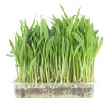 Young fresh green popcorn microgreen sprouts in a transparent container isolated on a white background. Healthy vegan food.