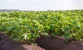 Young fresh green potato plants in soil ridges Royalty Free Stock Photo