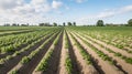 Young and fresh green potato plants in springtime