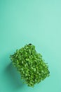 Young Fresh Green Sprouts of Potted Water Cress on Pastel Turquoise Background. Gardening Healthy Plant Based Diet Food Garnish Royalty Free Stock Photo