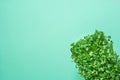 Young Fresh Green Sprouts of Potted Water Cress on Pastel Turquoise Background. Gardening Healthy Plant Based Diet Royalty Free Stock Photo