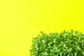 Young Fresh Green Sprouts of Potted Water Cress on Pastel Yellow Background. Spring Gardening Healthy Plant Based Diet Ingredients Royalty Free Stock Photo