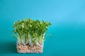 Young Fresh Green Sprouts of Water Cress on blue Turquoise Background. Gardening Healthy Plant Based, vegan, vegetarian Diet Food Royalty Free Stock Photo