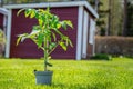 Young fresh green tomato plant growing in a flower pot stands on cut green grass, blurry garden house at background. Sunny day, Royalty Free Stock Photo