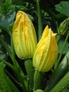 Young fresh green zucchini with large yellow structural flowers.