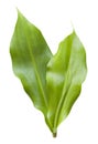 Young Fresh Insulin Leaves Isolated