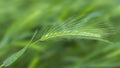 Young fresh juicy green spikelet on a wheat field. Selective focus, blurred background