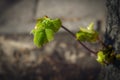 Young fresh juicy linden leaves on stem on blurred background