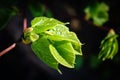 Young fresh juicy linden leaves in sunlight isolated on black Royalty Free Stock Photo