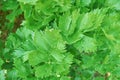 Young fresh leaf celery. organic farming Royalty Free Stock Photo