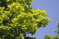 The young and fresh leafs of an oak tree