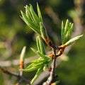 Young fresh leaves of almond tree. Open bud come into the leaf on the tree branch. Buds blossom on the trees. Wild spring nature. Royalty Free Stock Photo