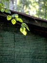 young green fresh leaves on aspen branches