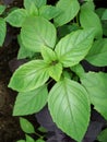 Food seasoning - grass, basil plant on a bed in the garden. Basil leaves. The main seasoning of Italian cuisine.Green. Royalty Free Stock Photo