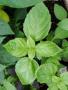 Food seasoning - grass, basil plant on a bed in the garden. Basil leaves. The main seasoning of Italian cuisine. Green. Royalty Free Stock Photo