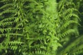 Young fresh leaves of fern. Athyrium filix-femina or Common Lady-fern close-up. Nature background Royalty Free Stock Photo