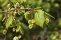 Young fresh leaves and fruits of Ulmus minor Royalty Free Stock Photo
