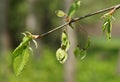 Young fresh leaves and fruits of Ulmus minor Royalty Free Stock Photo