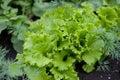 Young fresh lettuce with fragrant dill in ecological home farm. Eco-friendly formal vegetable backyard garden. Green organic