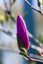 Young fresh magnolia buds on a sunny day