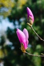 Young fresh magnolia buds on a sunny day