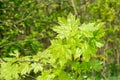 Young fresh maple leaves Acer platanoides in spring forest.