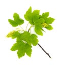 Young fresh may spring sycamore aka platanus flowers and leaves isolated on white background. For biology botany books or posters Royalty Free Stock Photo